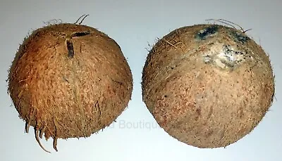 4 Raw Natural Coconut Shell Halved Aquarium Pet Bowl Bird Feeder DIY UK Product  • £6.99