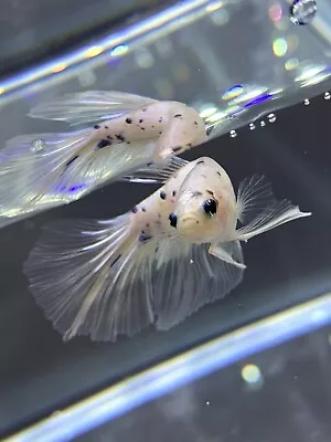 Marble Dot Halfmoon Male Betta • $30