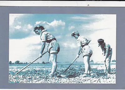 Land Army Girls Hoeing Nostalgia Postcard Unused VGC • £1.29
