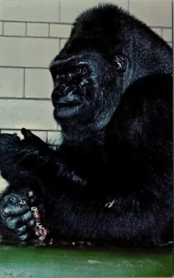 $9 • Buy Vintage Gorilla Maximo Detroit Zoo Royal Oak Michigan Postcard 
