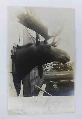 Antique Real Photo Postcard Moose Head Mounted Benton New Hampshire • $19.97