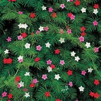 Cypress Vine 10 Fresh Flower Seeds Free Usa Shipping • $1.49