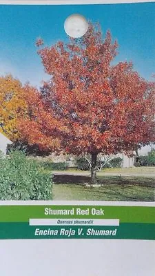 Shumard Red Oak Tree Live Home Landscape Plants Garden Hard Wood Shade Trees • $99.95