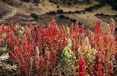 QUINOA Organic Mix 2500 Seeds  Vegetable Garden Sprout Superfood Gluten Free • $2.75