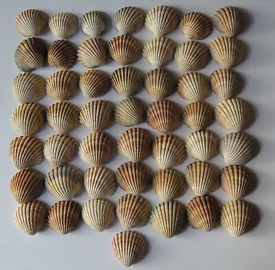 50 Medium Cockle Shells (4-5 Centimetres) • £25