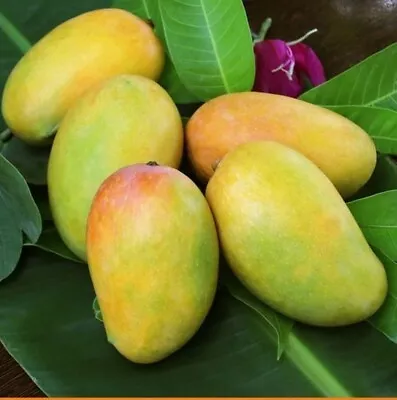 Big (30  40 ) Grafted Mango Kessar (Mangifera) Live Tropical Fruit Tree • $104.99