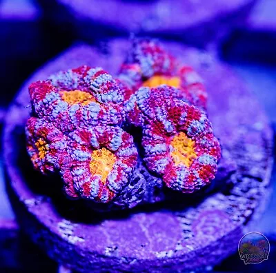 WCF Rainbow Acan - J2 WYSIWYG LPS SPS Zoa Mushroom Softie Live Coral • $79.99