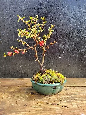 Bonsai Japanese Quince Chojubai Flowering Tree In Bonsai Pot Shohin 14 • £79.99