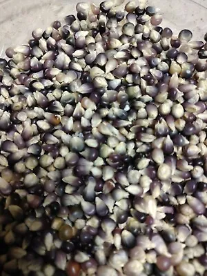 200+ Purple Corn Seeds Mini Ears Glass Gem Indian Corn See Ear Pictures • $10.29