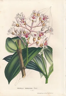 Original 1850 Van Houtte Octavo Hand Finished Botanical Print: MEDINILLA 520 • $11.99