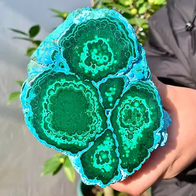 2.52LB  Natural Tortoise Malachite Transparent Cluster Rough Mineral Sample • $11.17