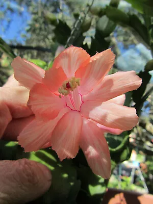 3 X Sanibel  + 3 X Gold Charm Schlumbergera Zygocactus Cuttings • $18.50