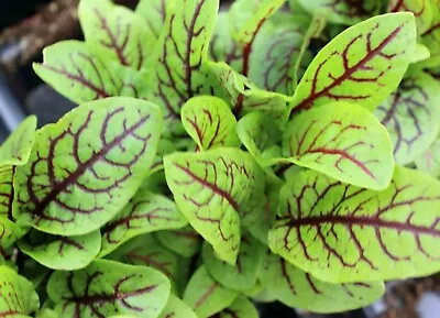 £1.25 • Buy Rumex Sanguineus-Red Veined-Bloody Dock Sorrel   30 Seeds  