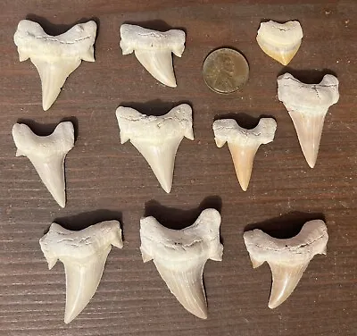 Lot Of 9 Old  Nice Shark Teeth Fossil - Shark Tooth  -not Mako — Megalodon Era • $39