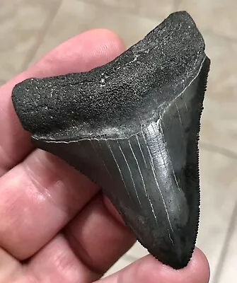 UNCOMMON DARK-S.W. FLORIDA LAND FIND- 2.98” X 2.27” Megalodon Shark Tooth Fossil • $77