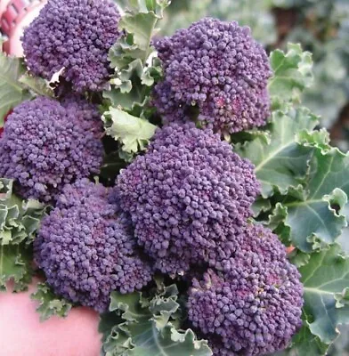 £2.35 • Buy ORGANIC - 100 Early Purple Sprouting Broccoli Seeds - Fresh UK Seeds Non GMO