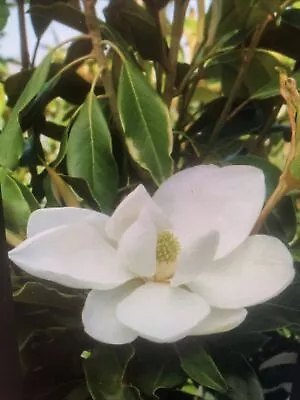 Evergreen Southern Magnolia. 12-20 Inch Tall - Very Fragrant Flower Live Tree • $35.79