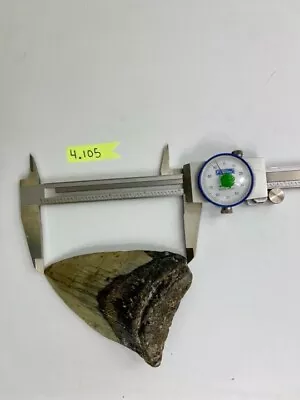 Megalodon Shark Tooth - 4.105” -  Real Fossil • $65