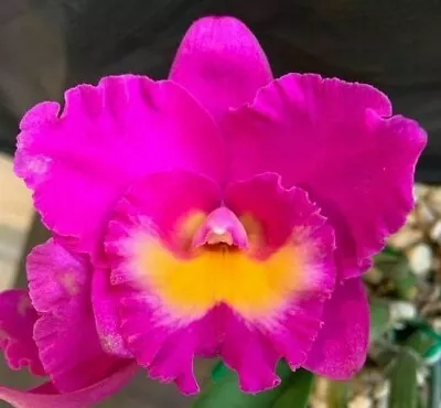 $10 • Buy RON Orchid Cattleya Rlc. Dal's Ambition 'Tara' X C. Aloha Case 50mm HYBRID
