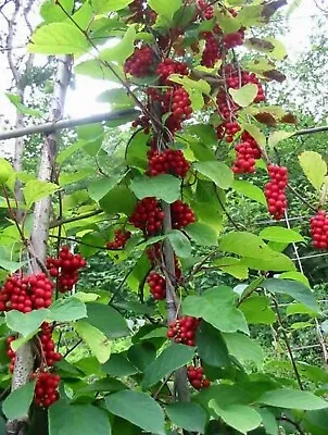 Magnolia Vine {Schisandra Sphenanthera} Organic 10 Seeds Free U.S. Shipping! • $3.19