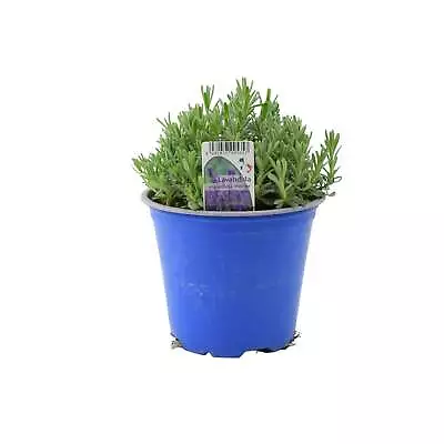 Lavender Hidcote Blue 1L Pot • £10.69