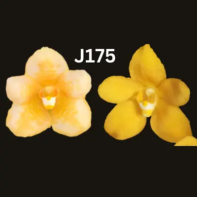 $14.50 • Buy Sarcochilus Orchid Seedling. J175 (Kulnura Cool 'Lemon Delight' X Kulnura Taser