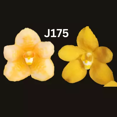 Sarcochilus Orchid Seedling. J175 (Kulnura Cool 'Lemon Delight' X Kulnura Taser • $14.50