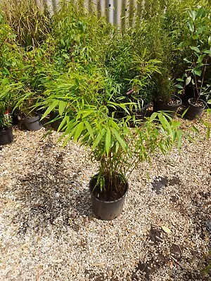 Bamboo FARGESIA RUFA LIVE Potted Plant 5L Pot Healthy Live Screen 2-3ft Tall • £24.99
