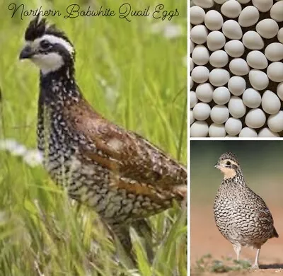 20+ Northern Bobwhite Quail Fertile Hatching Eggs NPIP Cert FREE SHIPPING • $38