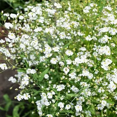 Gypsophila Elegans Covent Garden Seeds Grow Your Own Flowers Borders  • £1.89