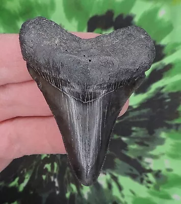 Megalodon Sharks Tooth 2 5/8  Inch NO RESTORATIONS Fossil Sharks Teeth Tooth • $33