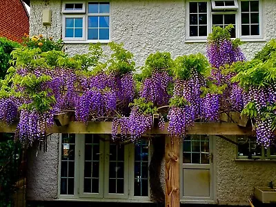 £5.99 • Buy Wisteria Seeds (Sinensis) X15