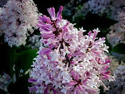 Lilac Miss Kim Shrub Tree Plant Hardy Shrub Fragrant Purple Flowers 9cm Pot • £12.49