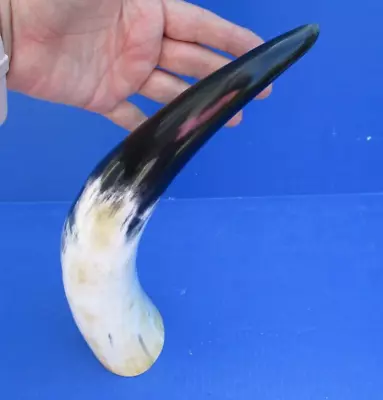 14 Inch Polished White Cattle/Buffalo Horn From India Taxidermy # 47779 • $12.99