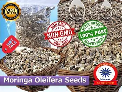 £6.35 • Buy 210 X Moringa Oleifera Seeds NON-GMO Health Benefits Quality Immunity Booster