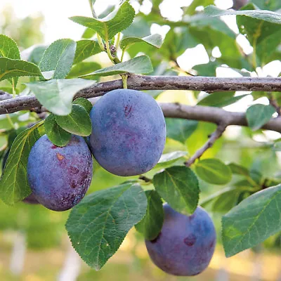 £16.99 • Buy T&M Mini Fruit Tree Patio Potted Garden Plants Apple Pear Plum Cherry 9cm Pots