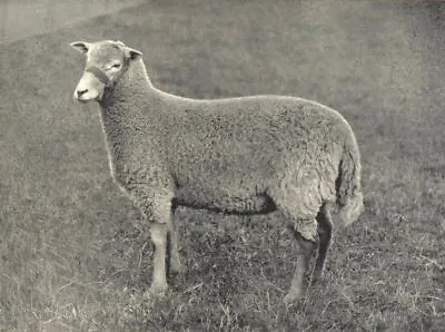 SHEEP. Radnor Ewe 1912 Old Antique Vintage Print Picture • $7.47