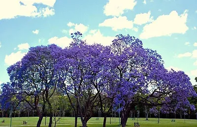 JACARANDA CUSPIDIFOLIA BLUE Rare Flowering Trumpet Tree Flamboyan Seed 10 Seeds • £8.67