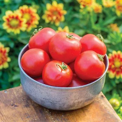 Tomato 'Crimson Crush'. Plug Plant X 5. Large Tasty Red Salad Tomato. Cordon • £8.95