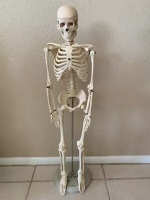 Teaching Display Medical Anatomical Model Skeleton 33” W/ Base Celebrex Pfizer • $49.99