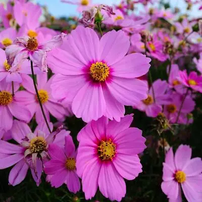 250 Seeds Cosmos Bipinnatus Sensation Radiance + 4  FREE REUSABLE PLANT LABEL  • £0.99