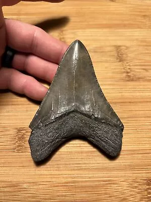 Shiny 3.92” Megalodon Tooth No Restoration 100% Natural • $26