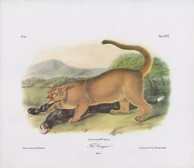 1989 Audubon Vintage  Cougar  Hunting & Taking Prey Mammal Color Art Lithograph • $3.20