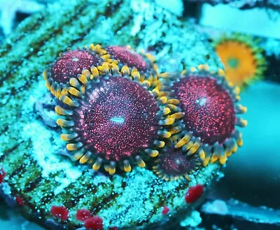 Montezuma Revenge Paly Zoanthids Paly Zoa SPS LPS Corals WYSIWYG • $4.99