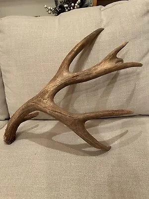 Huge 90” Mule Deer Shed ~ Antler ~ Antlers • $365