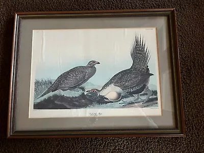 $100 • Buy Audubon Amsterdam Bird Print, Plate #371, Cock Of The Plains