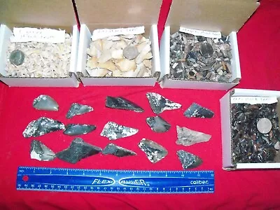 100 Fossil Shark Teeth Per Lot.  Megalodon Dinosaur Lite Brown Grey Stingray • $40