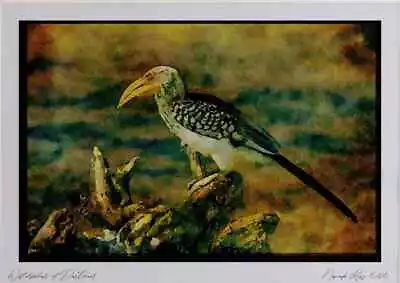 268056 Yellowbilled Hornbill Watercolour Picture Ltd Ed A4 • £16.99