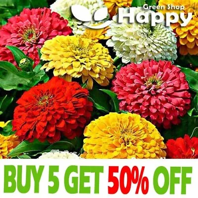 ZINNIA DAHLIA FLOWERED MIX - 250 SEEDS - Zinnia Elegans - GIANT - LONG FLOWERING • £1.99