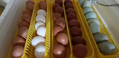 £50 • Buy Mixed Box Of 6 Hatching Eggs - LFquality Pure Breeds Marans/Araucana/CLB/leghorn